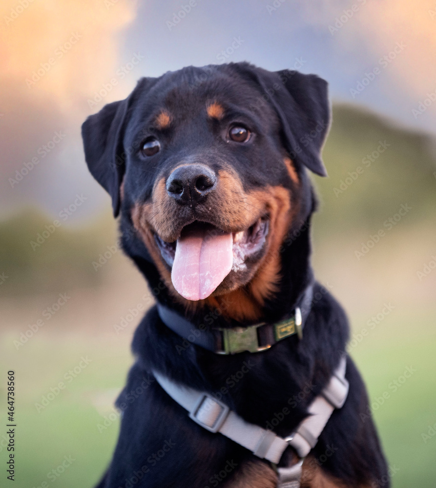 training of puppy rottweiler training of puppy rottweiler