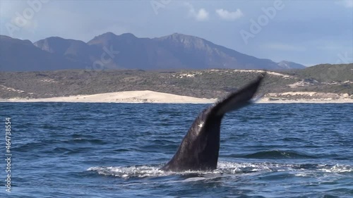 Southern Right Whale Lob Tailing photo