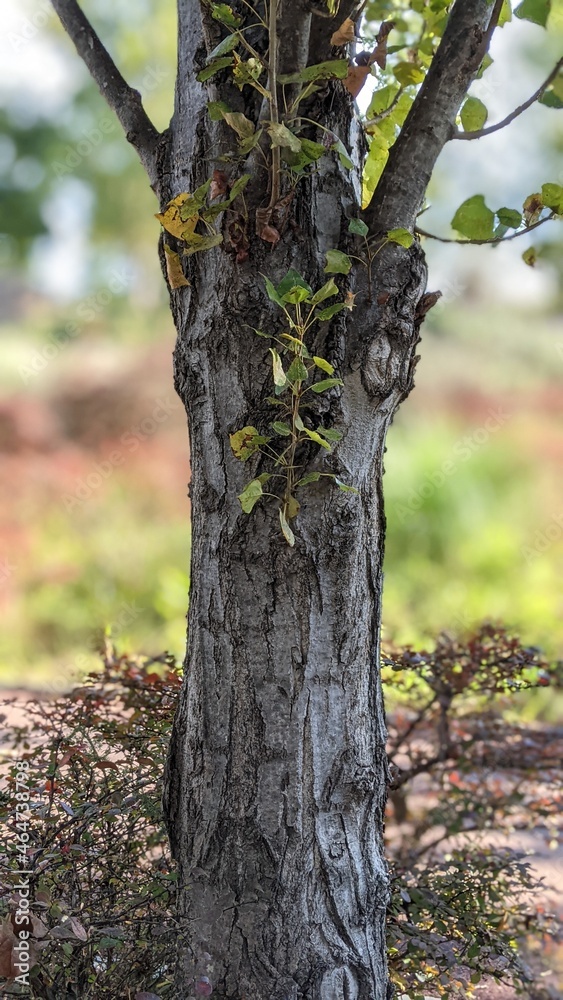 bosques encantados