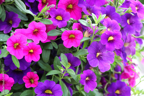 Background of pink purple Calibrachoa flowers in bloom