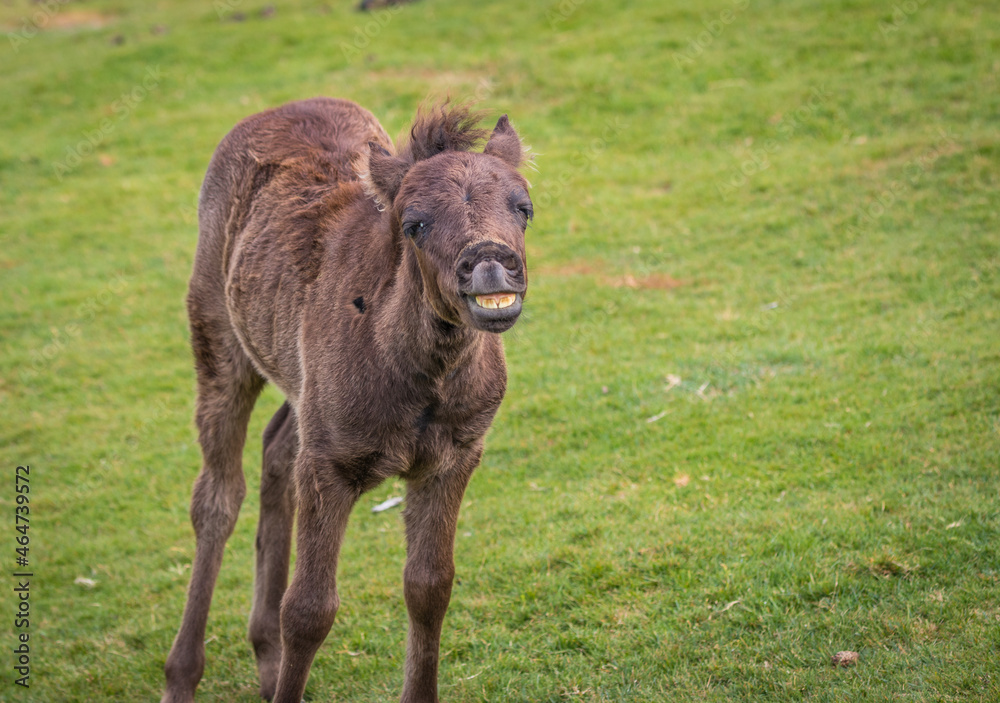Laughing Horse Dartmoor National park Wild Laughing Horse Dartmoor National park Wild