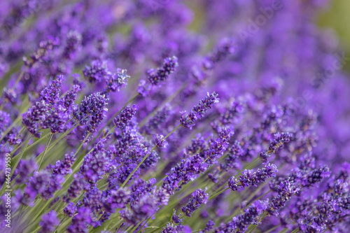 Fototapeta Naklejka Na Ścianę i Meble -  Purple Lavender Plant