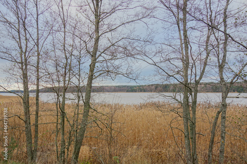 Bed of reeds and a bay in autumn