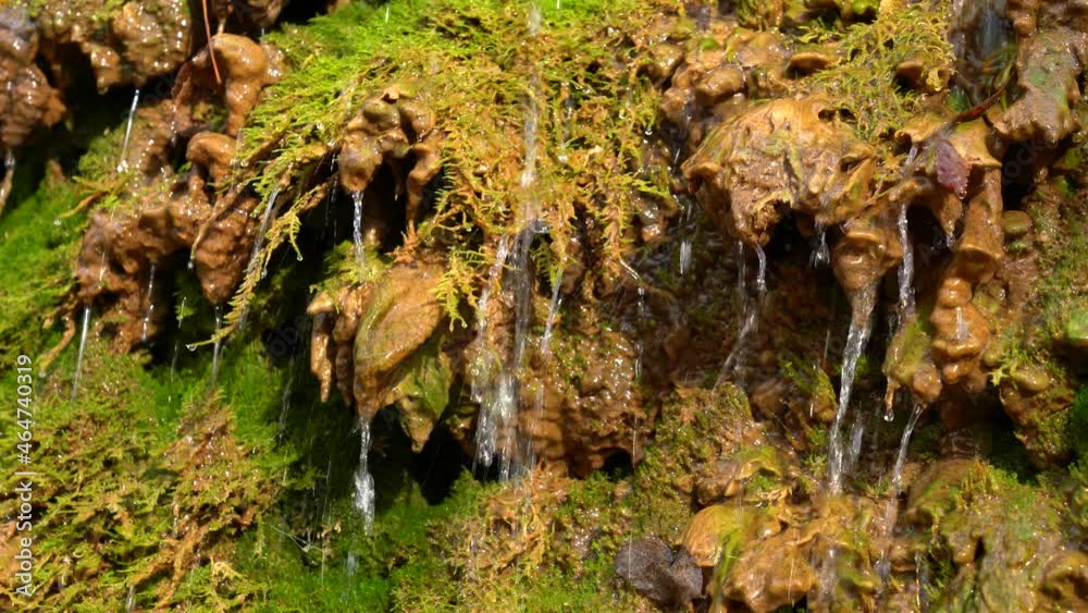A small mountain stream, a waterfall. Drops of water drip and flow down the stones overgrown with green moss and grass A small mountain stream, a waterfall. Drops of water drip and flow down the stones overgrown with green moss and grass