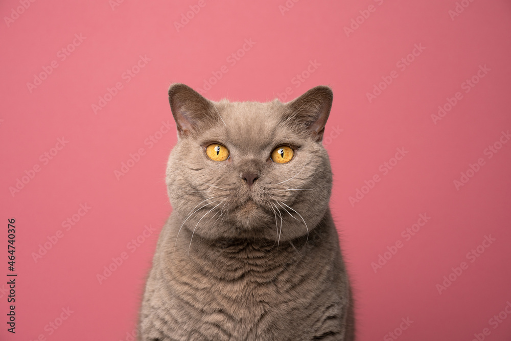 fluffy lilac brown british shorthair cat looking at camera portrait on pink background with copy space