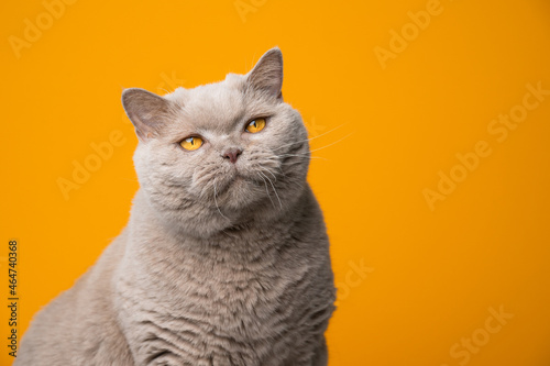 fluffy lilac british shorthair cat with yellow eyes on yellow background tone on tone with copy space © FurryFritz