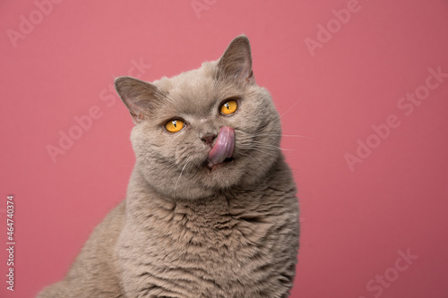 hungry lilac british shorthair cat portrait licking lips on pink background with copy space looking at camera