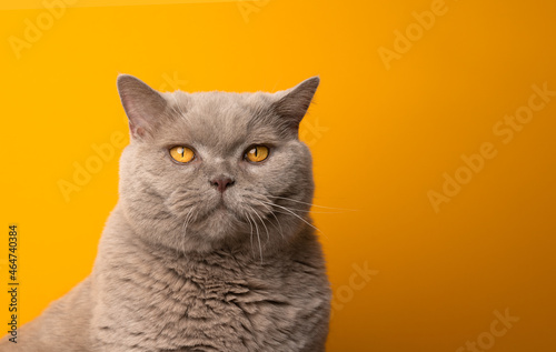 beautiful big lilac british shorthair cat with yellow eyes looking at camera portrait on yellow background with copy space