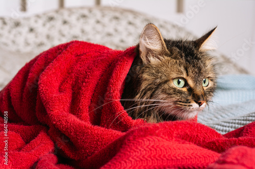 Funny wet brown tabby cute kitten after bath wrapped in red towel. Just washed fluffy cat on bed. Cat after bath with big eyes. Cat washing concept