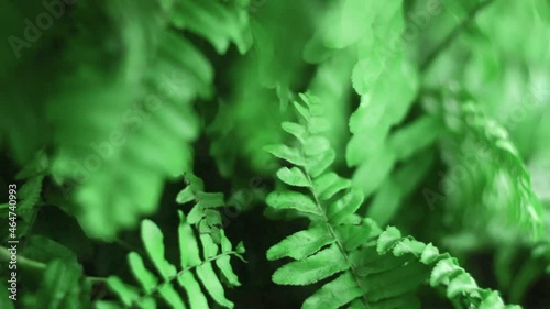 fern leaf in the forest