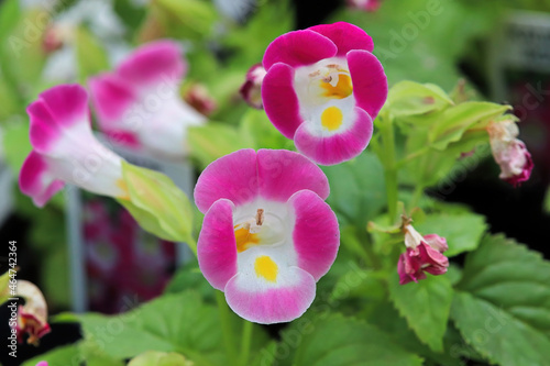 Closup of open pink and white Wishbone flower blossoms photo