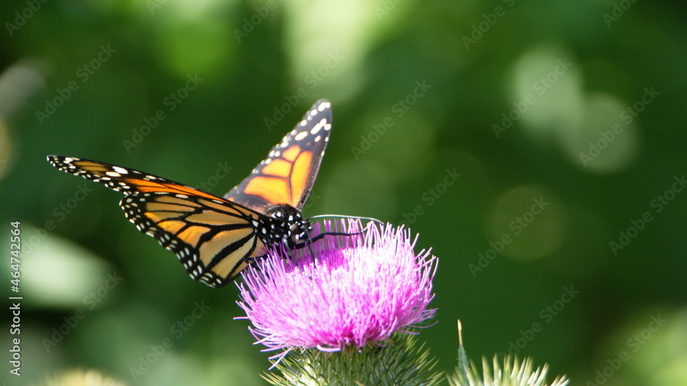 Monarch butterfly on a Scotch thistle flower in Cotacachi, Ecuador Monarch butterfly on a Scotch thistle flower in Cotacachi, Ecuador