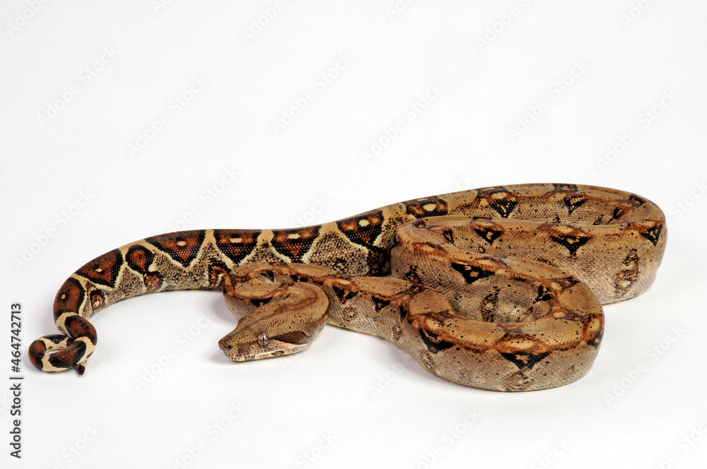 Abgottschlange // Red-tailed boa (Boa constrictor) Abgottschlange // Red-tailed boa (Boa constrictor)