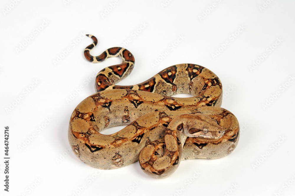 Abgottschlange // Red-tailed boa (Boa constrictor) Abgottschlange // Red-tailed boa (Boa constrictor)