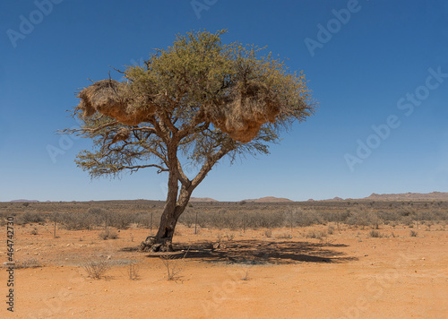 Acacia Tree with Sociable Weaver Nests