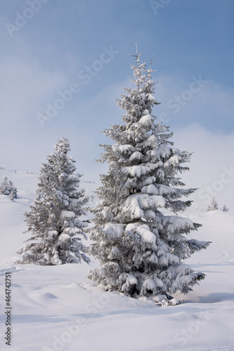 Two high beautiful fir trees are covered with snow, against a blue sky. Winter. Sunny day