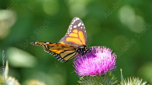 Monarch butterfly on a Scotch thistle flower in Cotacachi, Ecuador