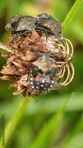 Beetles on a dead clover flower in Cotacachi, Ecuador
