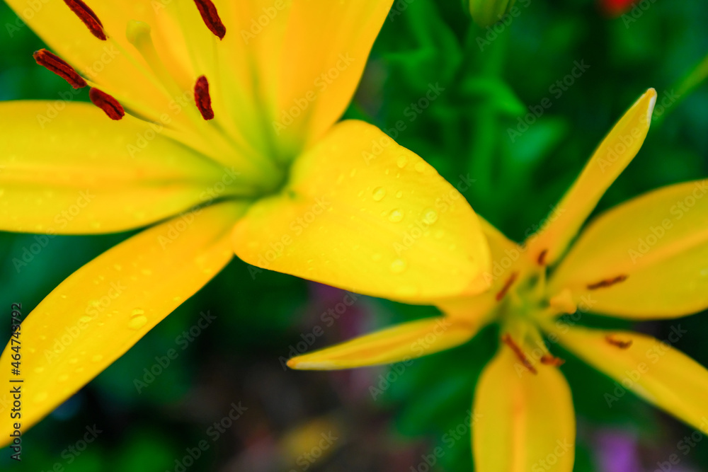 Yellow flowers lilies in the garden, close up. Blooming lilies growing in the garden of a sunny day. Floral background. Picture for post, screensaver, wallpaper, postcard. High quality photo Yellow flowers lilies in the garden, close up. Blooming lilies growing in the garden of a sunny day. Floral background. Picture for post, screensaver, wallpaper, postcard. High quality photo
