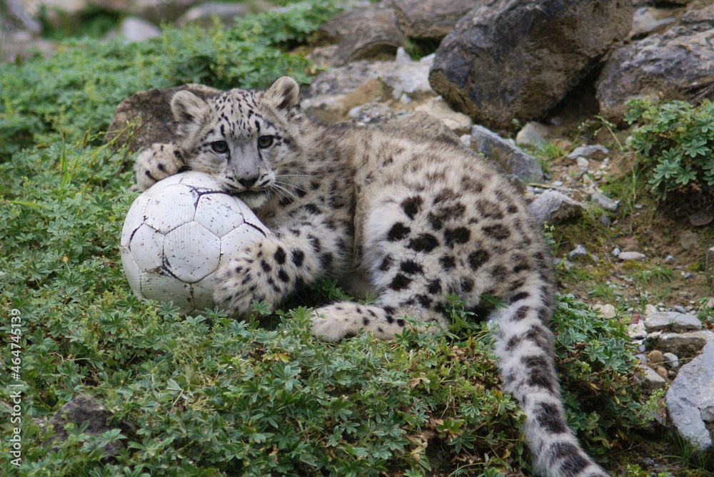 Fototapeta premium junger Schneeleopard spielt mit Ball