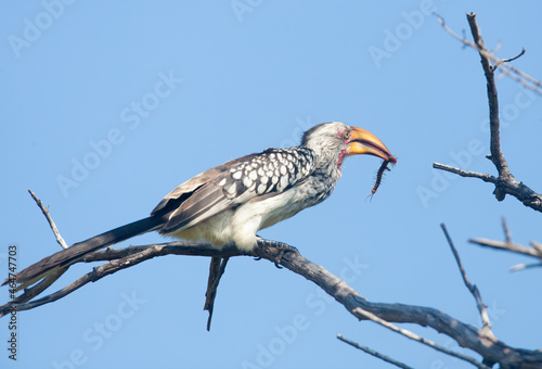 A Yellow-billed Hornbill perched on a branch, eating an inscet