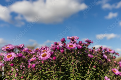 Purple aster blossom in the garden in autumn on a background of blue sky