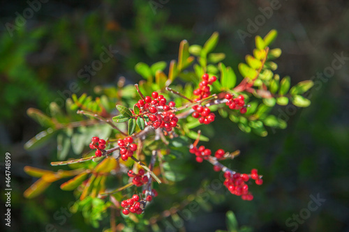 Naklejka Mastic tree with red berries