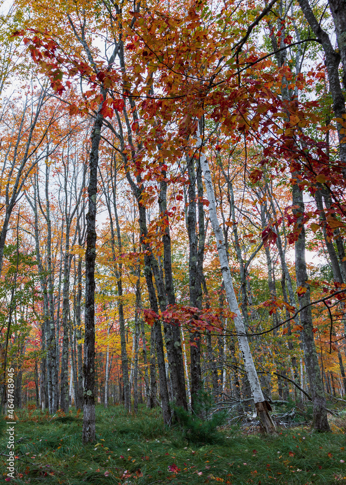 Fall color - Acadia National Park, Maine