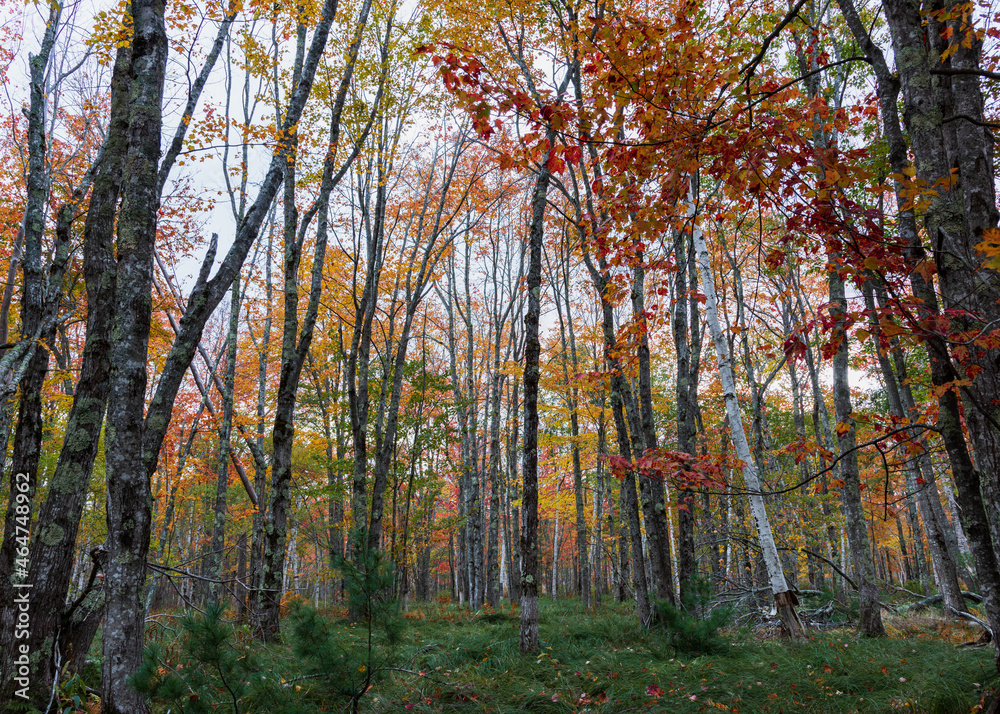 Fall color - Acadia National Park, Maine