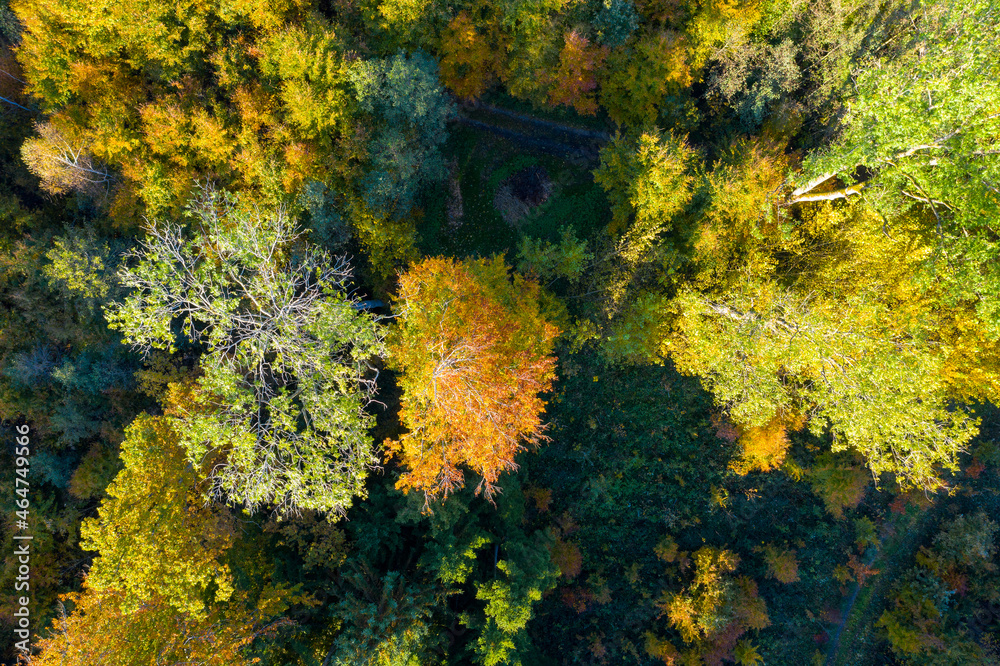 Luftaufnahme: Wald im Herbst