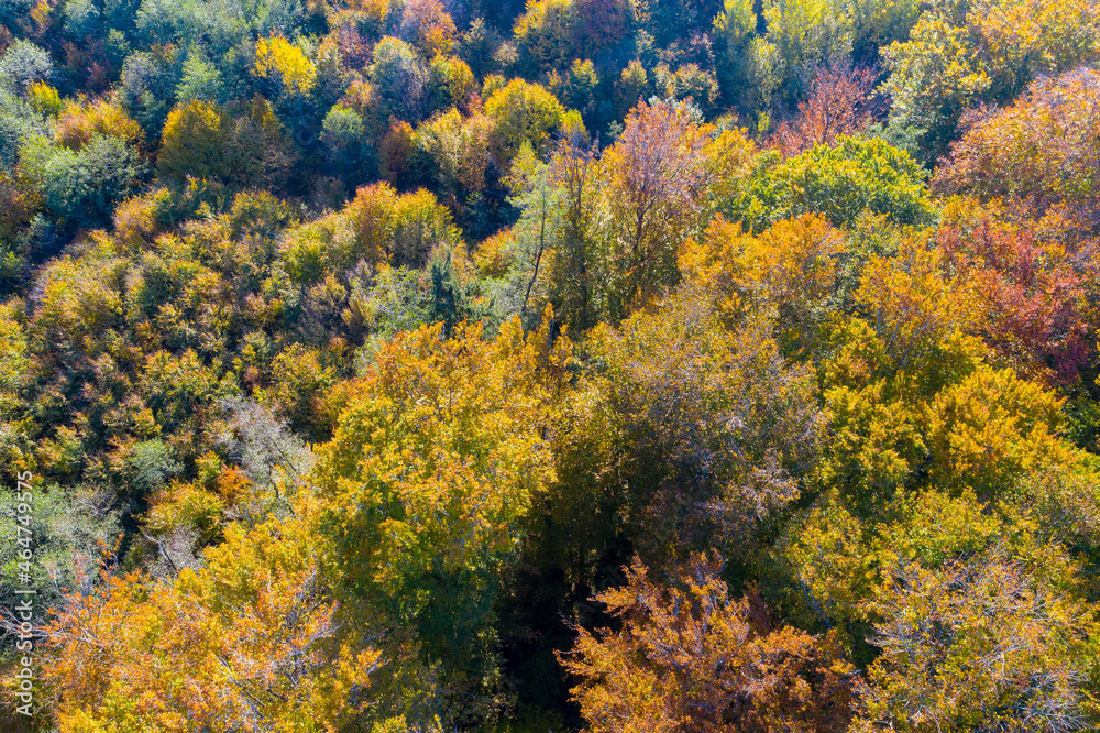 Luftaufnahme: Wald im Herbst