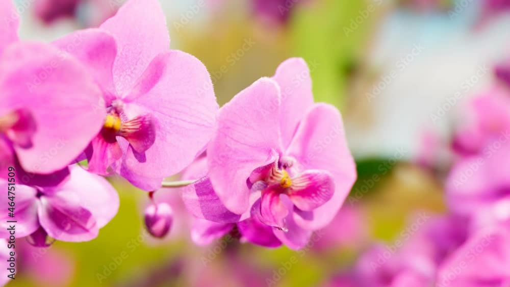 Floral background with blooming purple or pink phalaenopsis orchid. 4k HD Floral background with blooming purple or pink phalaenopsis orchid. 4k HD