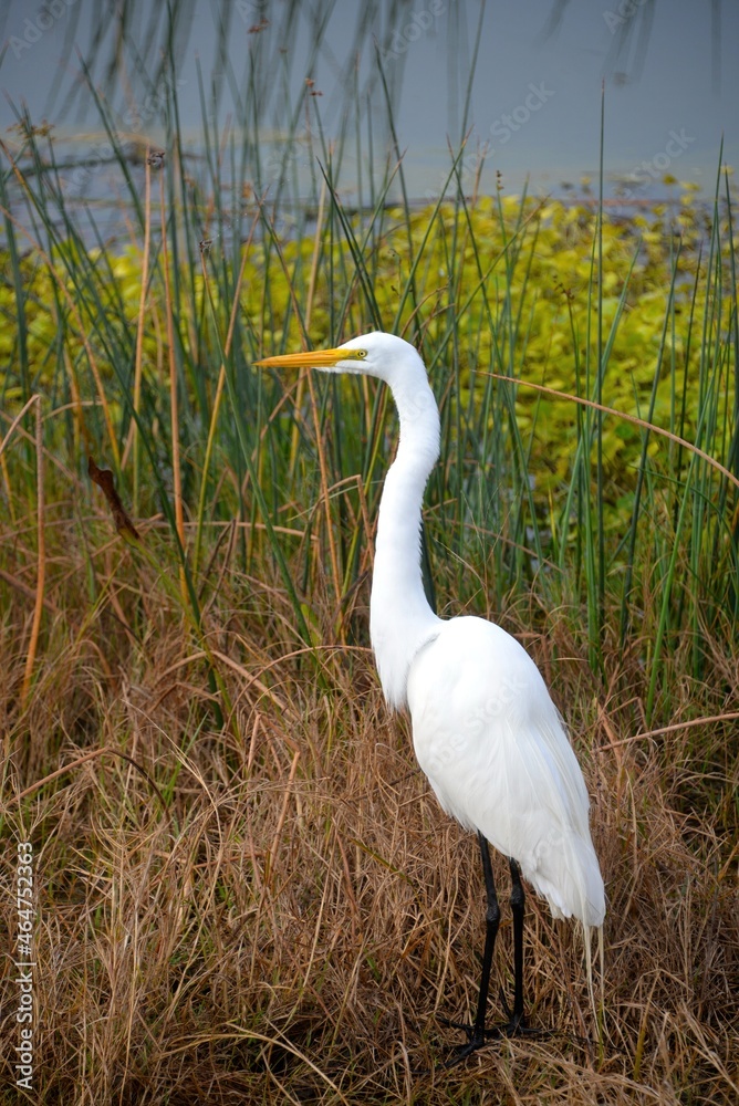Fototapeta premium Great Egret