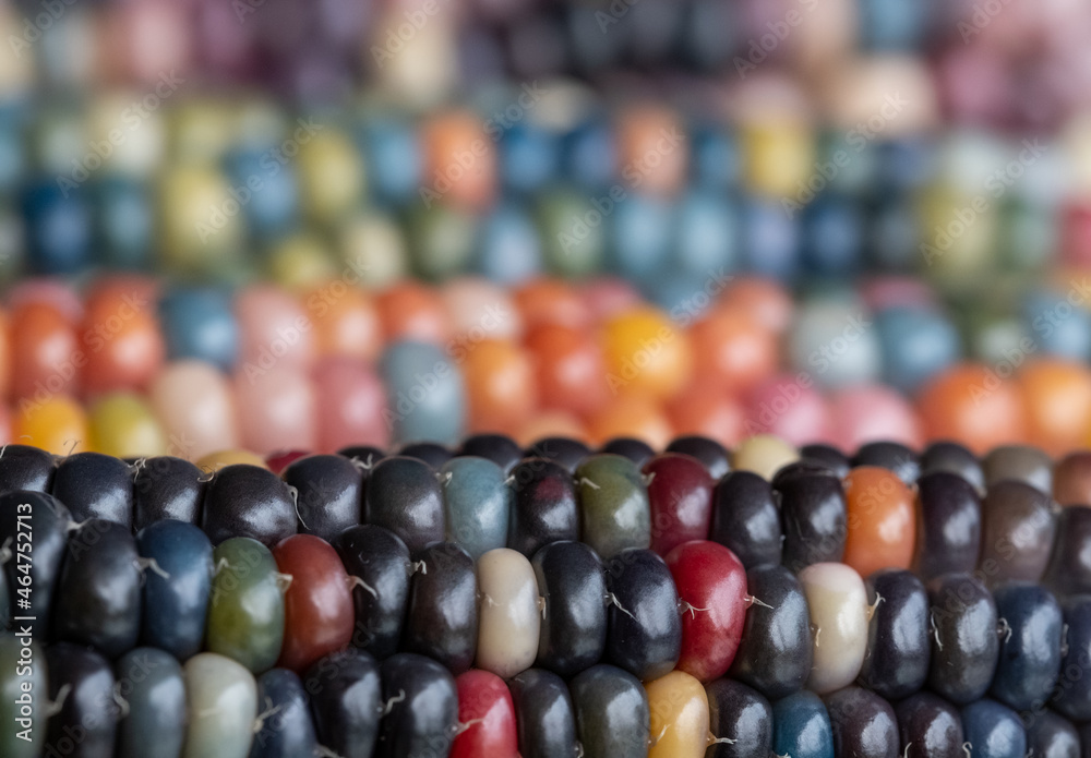 Zea Mays gem glass corn cobs with rainbow coloured kernels, grown on an allotment in London UK. Zea Mays gem glass corn cobs with rainbow coloured kernels, grown on an allotment in London UK.