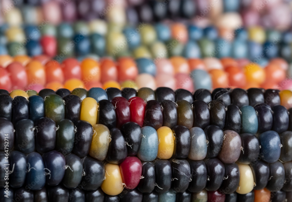 Zea Mays gem glass corn cobs with rainbow coloured kernels, grown on an allotment in London UK. Zea Mays gem glass corn cobs with rainbow coloured kernels, grown on an allotment in London UK.