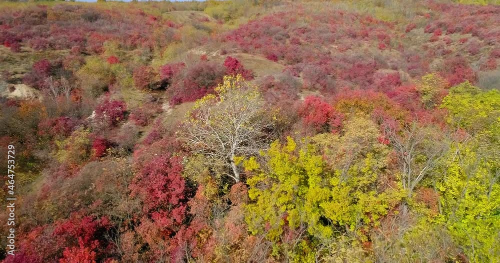 Scenic aerial view of autumn yellow-red forest Scenic aerial view of autumn yellow-red forest