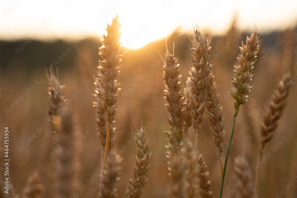 wheat field at sunset wheat field at sunset