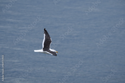 seagull in flight