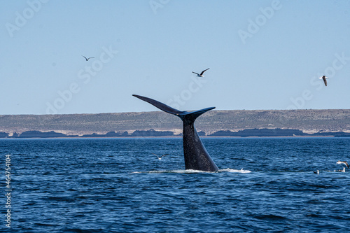whale tail