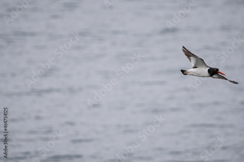 seagull in flight