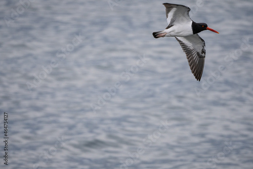 seagull in flight