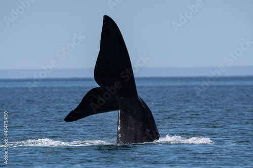 humpback tail