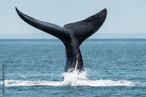 humpback whale tail