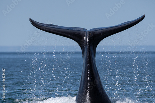 whale tail