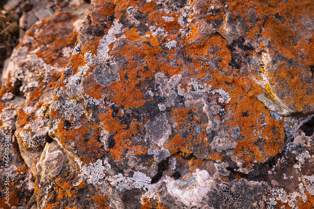 A stone in the mountains covered with orange moss. Texture A stone in the mountains covered with orange moss. Texture