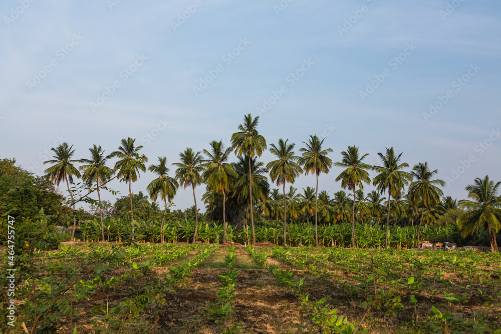 インド　ハンピの村の畑