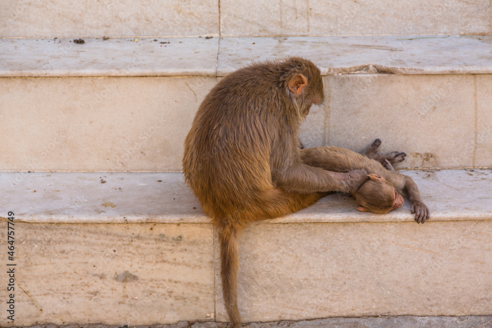 インド　ジャイプルにあるガルタ寺院に向かう道中にいる野生の猿