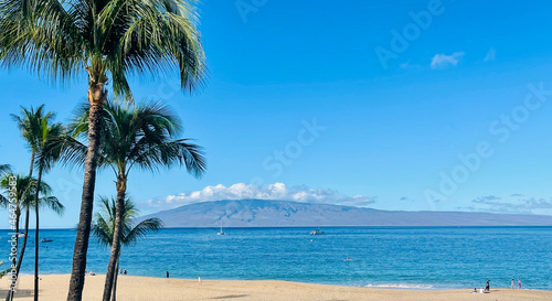palm trees on the beach © Latoya