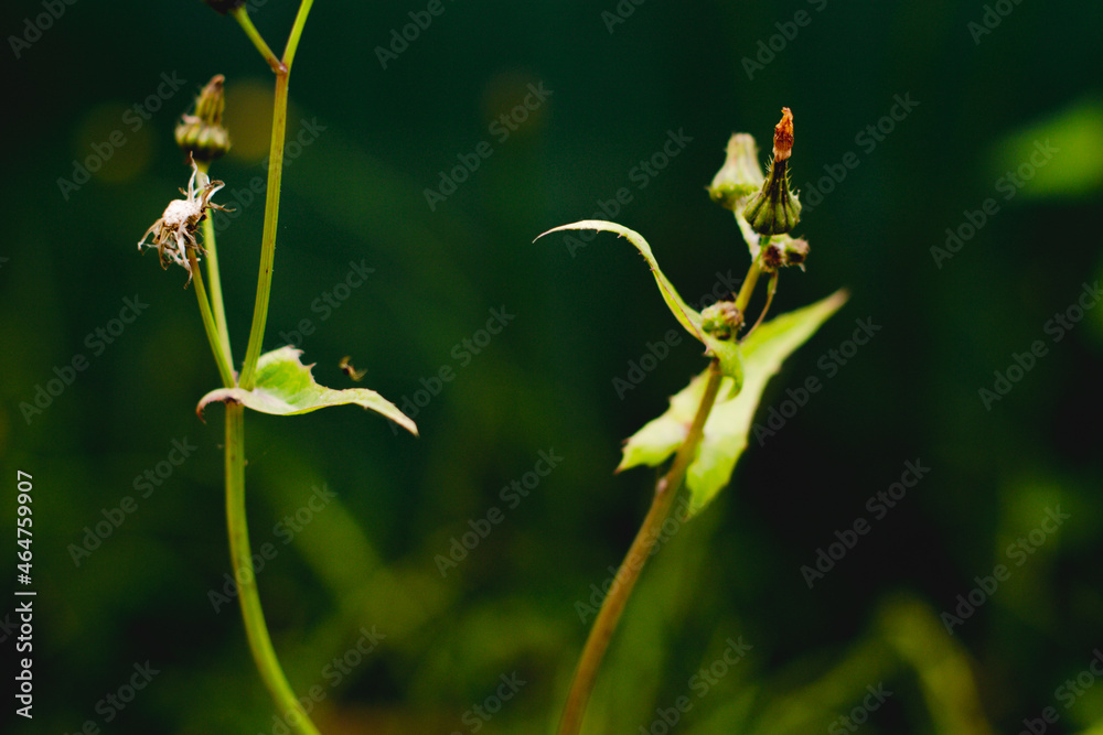 Fototapeta premium Planta verde a punto de florecer sobre un fondo de un jardín verde y marrón difuminado.