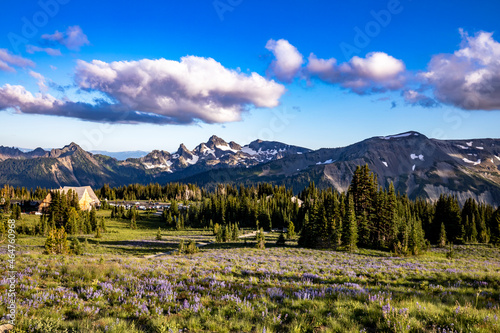 colorful wild flowers on the meadows of the sub alpine landscape in Mt. Rainier National park with snow capped Mt. Rainier on the background and blue sky.